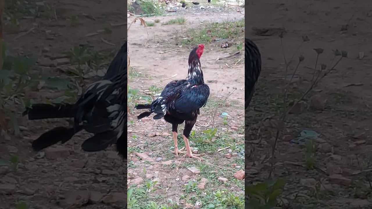 Ayam bangkok×mangon - YouTube