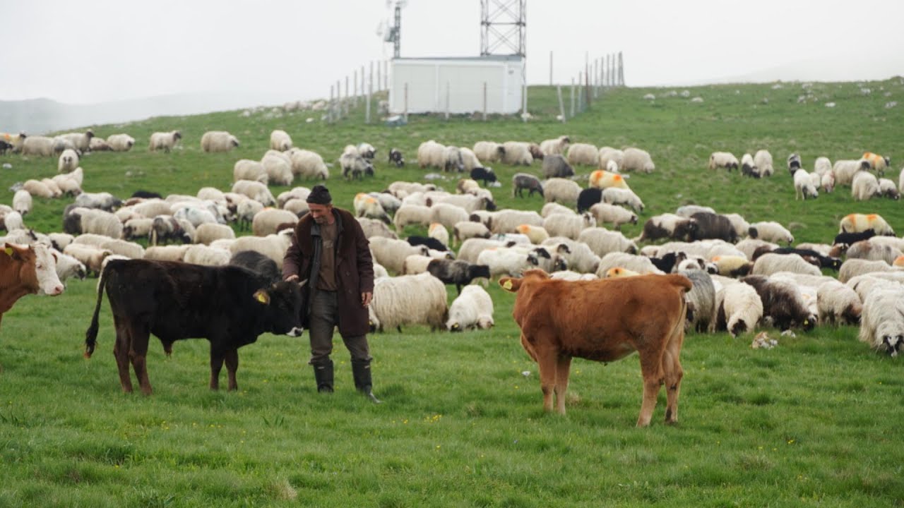 KAD ISELIM  NA VLAŠIĆ SA OVCAMA KAO DA SAM NA MORU