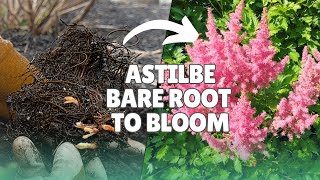 How to plant Astilbe from bare root for Stunning Summer Blooms