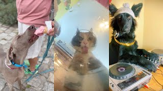 This Video Will Make You Love Pets | Cute Pet Compilation