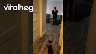 Woman Surprised With New Schnauzer Puppy || ViralHog