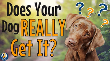 Proofing Vs Generalizing In Dog Training To Grow Skills And Confidence #podcast #184