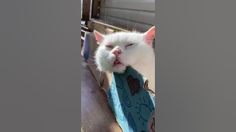 Cat Looks High on Catnip