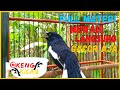 Suara Pancingan Kacer Gacor Konslet Full Nembak Isian Mewah Cocok Buat Kacer Yang Males Bunyi Mp3 - Mp4 Download