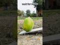 🥝🍋🍋🥝punjabisong #farming #song #villagelife #viralshorts #dailyshorts #nature #instagram #khetibadi