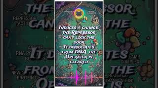 🧬 Lac Lockout: The Lac Operon Explained (Music for Biology)