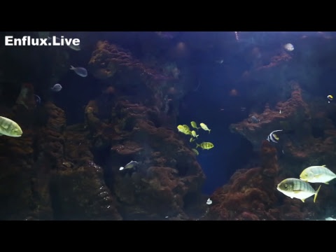 lofi hip hop radio aquarium 24/7 - beats to work/study/chill