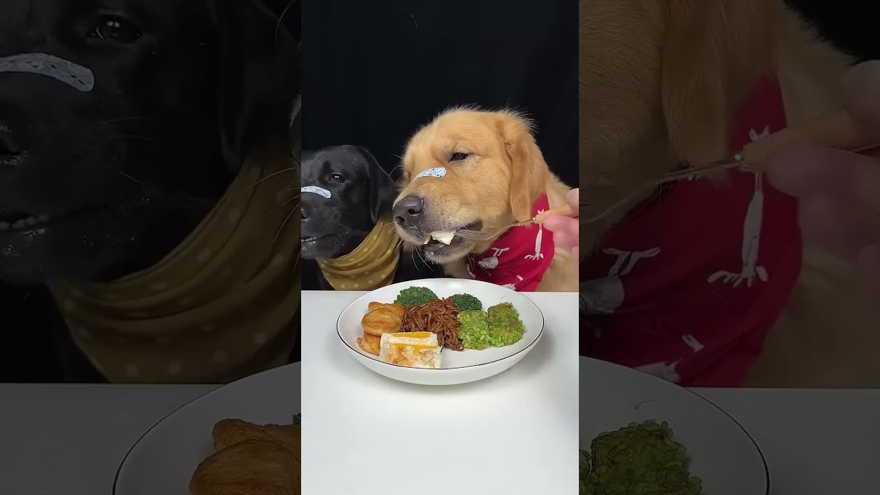 I Dropped My Snack. My Heart Broke Instantly. Golden and Labrador. Cute Pet Debut Plan