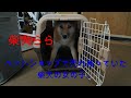 柴犬ららを迎え入れる ペットショップで売れ残っていた柴犬の女の子。