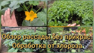 Рассада помидора, перца, огурца, кабачок, петунья. Хлороз рассады. Желтеют листья на рассаде.