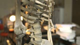 Your Aching Back — HHMI BioInteractive Video