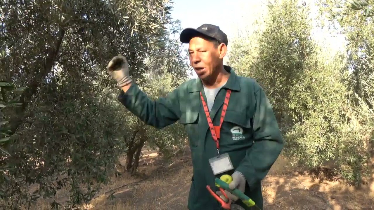 جزء التاني من منطقة بني ملال إصلاح التقليم العشوائي لأشجار الزيتون 0672661830