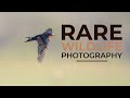 RARE BIRD PHOTOGRAPHY | Australian summer, lake wildlife
