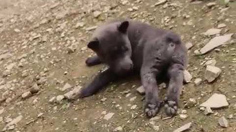 Chó bản địa Hmông cộc xám đực - Lai sói hoang (HÀNG SIÊU PHẨM, MÀU CỰC HIẾM)