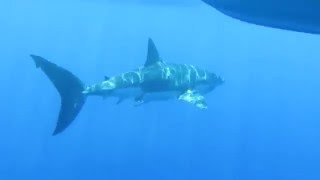 Swims with GREAT WHITE SHARK without a cage