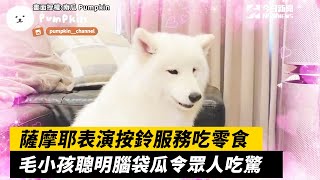 薩摩耶表演按鈴服務吃零食 毛小孩聰明腦袋瓜令眾人吃驚