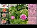 🌹 27 Romantic Roses Compilation // 21 David Austin Roses