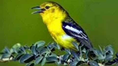KETAHUILAH !!! Tips Perawatan Burung Sirtu Agar Cepat Gacor