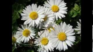 Senzus-Biele margaréty,So slzami v očiach