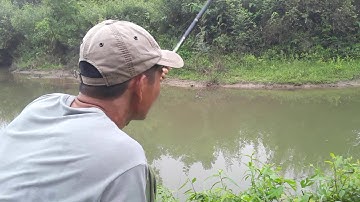 câu cá chép sông bằng lancer