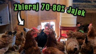 Jak uzyskać lepszą nieśność *WIĘCEJ JAJEK !!!* 80-90% Nieśności screenshot 1