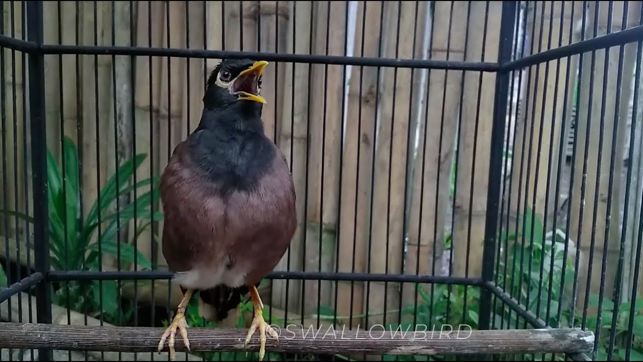 صوت طائر المينا المينة الشائعة song call Common myna | mynah bird