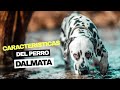 El perro DÁLMATA - Características