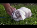 [PORTRAIT] PanPan le lapin bélier nain - Jardinerie Truffaut TV