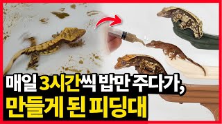 1년간 피딩 하고 나서야 깨닫고, 직접 만들게 된 크레스티드 게코 전용 피딩대