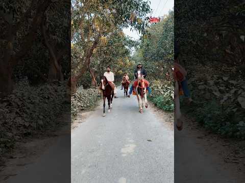 दौड़ने वाले घोड़ों के लिए बेहतरीन डाइट है ASHAV FEED का डायमंड 9855806969 #ashavfeed #viral