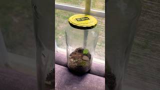 enclosed ecosystem in a jar￼ update 1 #nature #ecosystem
