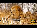 African Wildlife 4K 🦒 Stunning Savanna Animals with Calm Nature Sounds