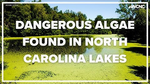 Dangerous algae found in North Carolina lakes