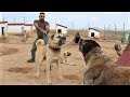 60 TANE KANGAL KÖPEĞİNİN ARASINA GİRDİK !! SİVASIN ASLANLARI KANGAL KÖPEKLERİ ! Turkısh kangal dogs