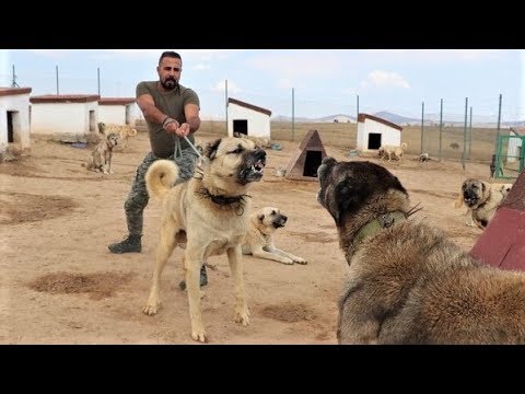 60 Tane Kangal Kopeginin Arasina Girdik Sivasin Aslanlari Kangal Kopekleri Turkish Kangal Dogs Youtube