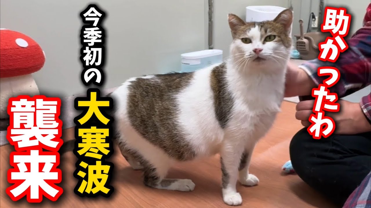 It's freezing cold outside and snowing heavily A stray cat