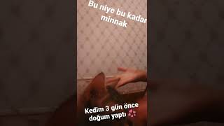 Yaw Bu Niye Bu Kadar Minnak Kedim 3 Gün Önce Doğum Yaptı Wolfişımarıknisa