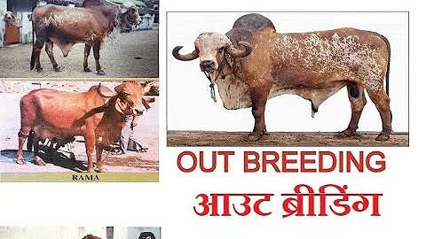 Outbreeding/Outcrossing in Cattle | Anvesh Reddy | Gir Cattle Breeding |
