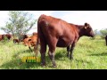 TIERRA FÉRTIL-RANCHO CUATILLO, OVIGENETICS,GANADO ANGUS (15.10.16)