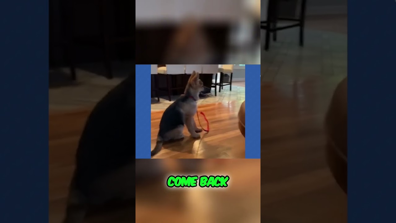 Adorable Pets Steal the Show at Public Gatherings!