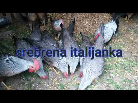 zivina-srebrna italijanka-Italiener silberfarbig-Silver Italian Chickens