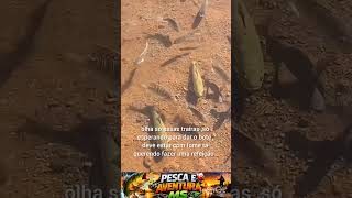 Olha a traíra caçando! Ataque INSANO na refeição #pescaria, #fishing)