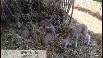 JIVET & DNA supercharge sheep breeding at Leahcim