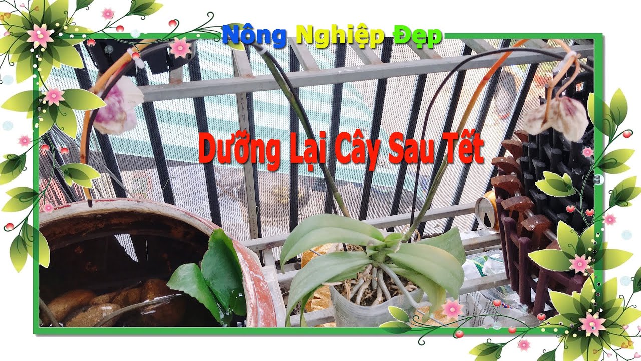 Thầy Tám Ngọc Hướng Dẫn [ Dưỡng Cây Sau Khi Hoa Tàn ] Sau TẾT Chăm Sóc Cây Làm Sao #Nông_nghiệp_Đẹp