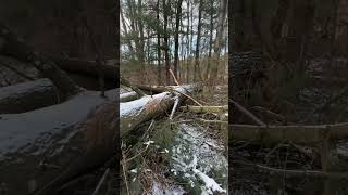 White Pine for my Frontier OS31 and goat feed #goat #sawmilllife #selfreliance