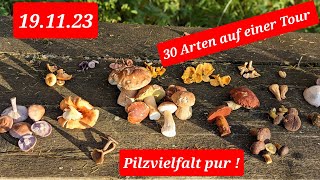 Pilzvielfalt Pur Am 19.11.2023