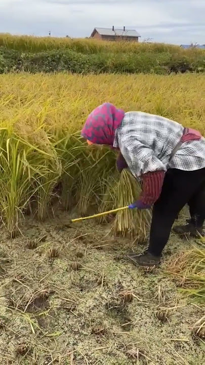 Rice Harvester. #visitani #riceharvesting