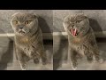 🤣 Funniest 😻Cats And 🐶 Dogs - Try Not To Laugh - Best Of The Funny Tik Tok Videos