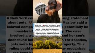 A New York Judge Says Pets Could Be Family, Not Property 🐶❤️ #shorts
