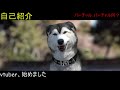 vtuber、始めました!自己紹介です!